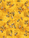 Elizabeth's Studio - 510 Honey (Bees & Flowers Collection)